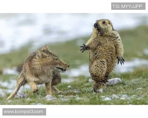 弗洛西与亚特兰2019年对决回顾及精彩瞬间分析 弗洛西与亚特兰2019年对决回顾及精彩瞬间分析